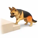 A dog in pain walking up stairs