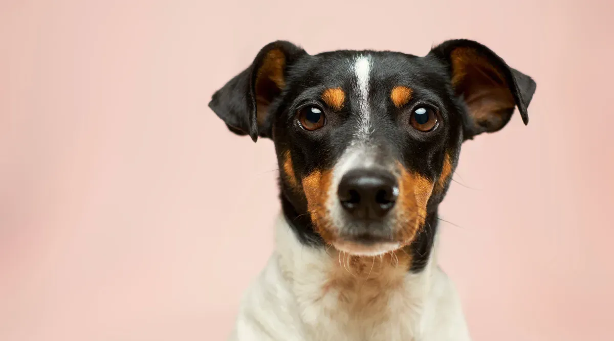 Top Signs Your Dog Needs Probiotics Right Now